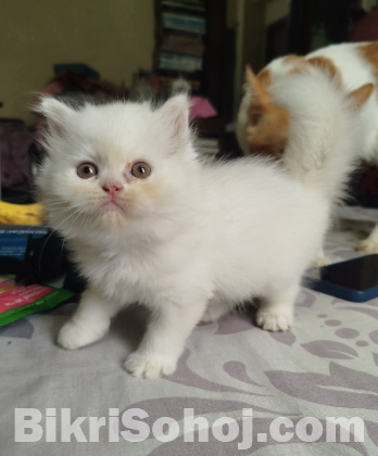 Persian Cat